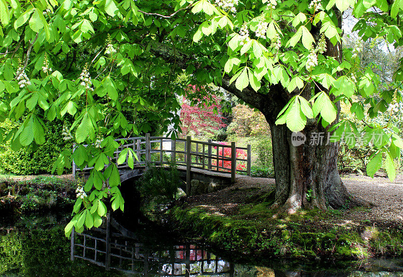 七叶树(七叶树)的形象由观赏日本桥