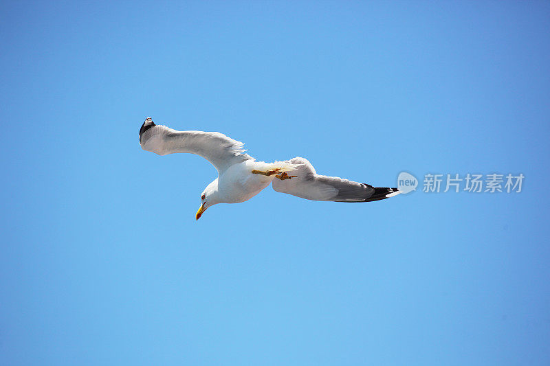 飞翔的海鸥