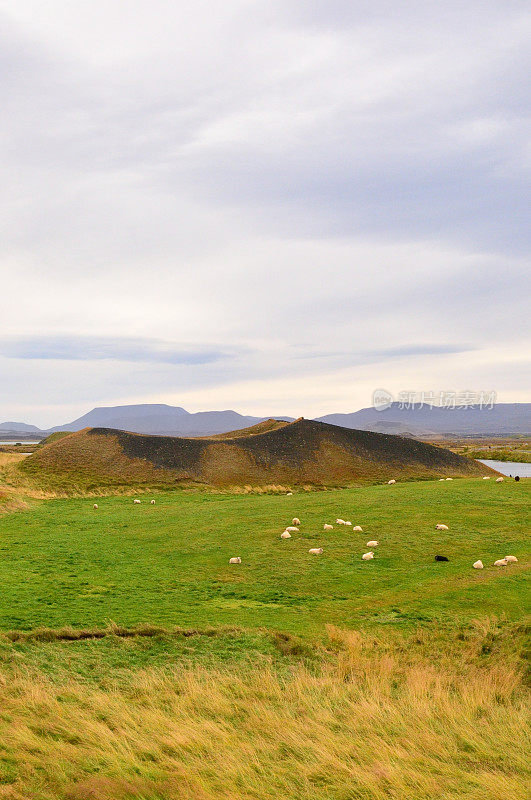 Myvatn的冰岛绵羊群和伪火山口