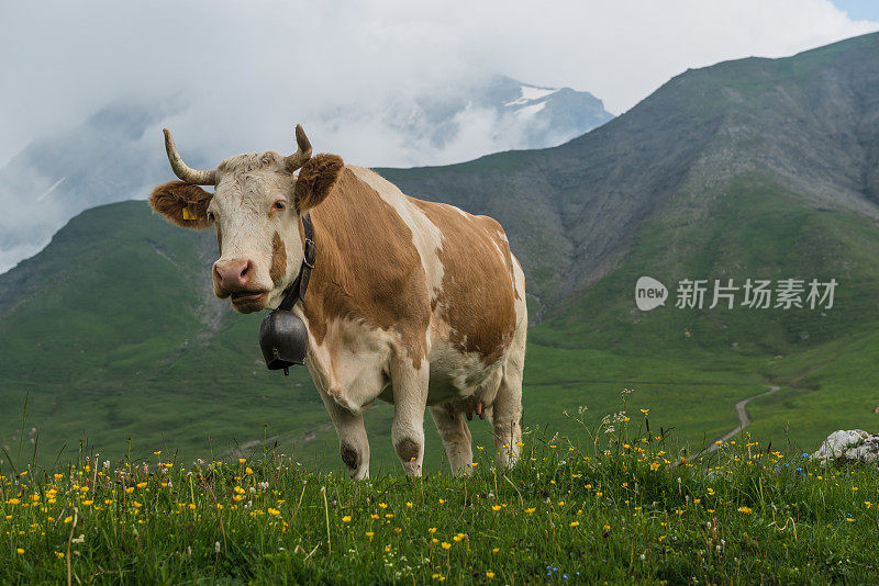 西门塔尔牛的牛