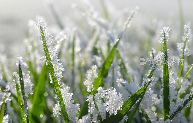 冰冻的绿草靠近。