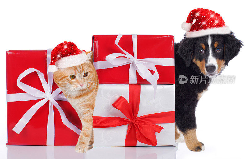 猫和狗带着圣诞礼物