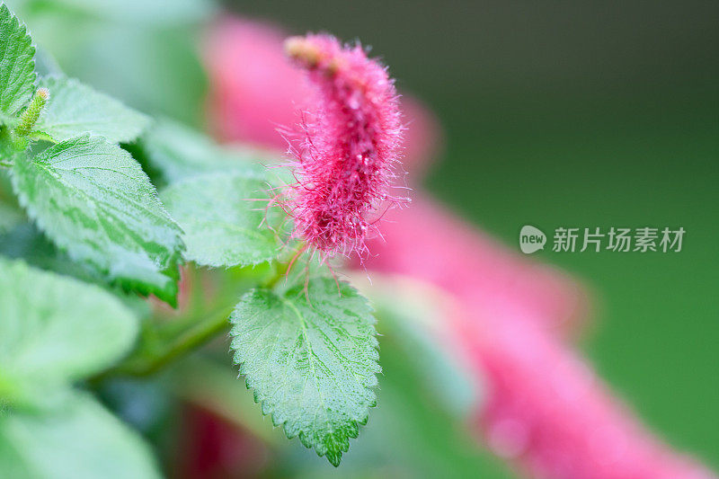 雪尼尔花菖蒲钟摆