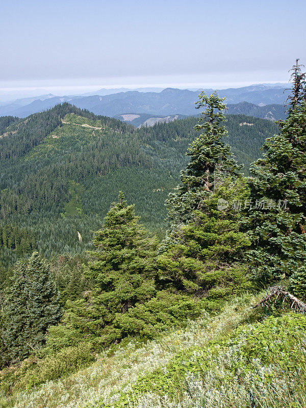 西俄勒冈山峰森林烟雾天空草甸森林