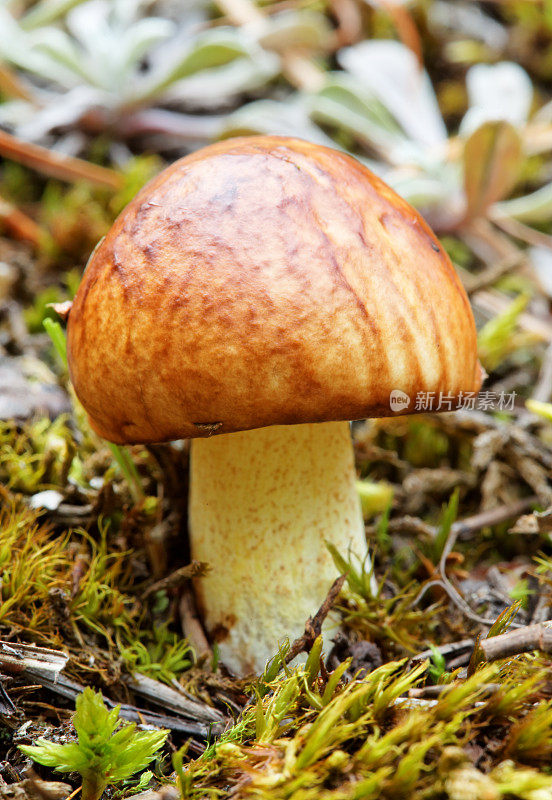 可食用的蘑菇suillus
