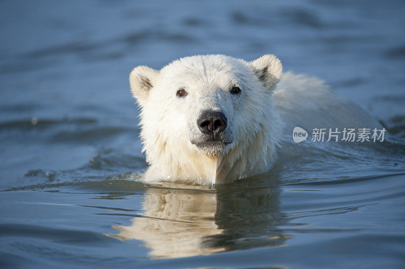 北极熊在水中