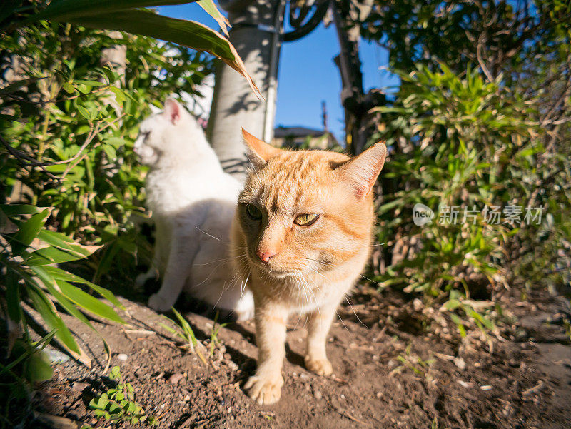 只流浪猫