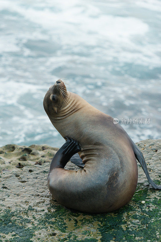 海狮