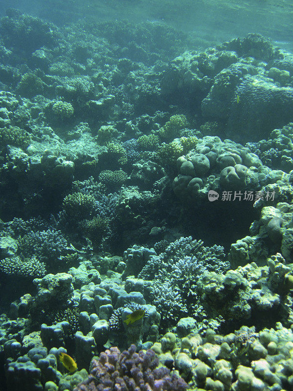 红海珊瑚园