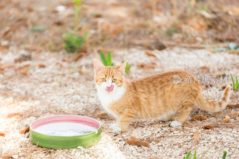 美丽的小猫在花园里喝牛奶