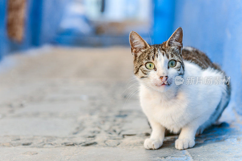 北非摩洛哥舍夫沙万大街上的猫