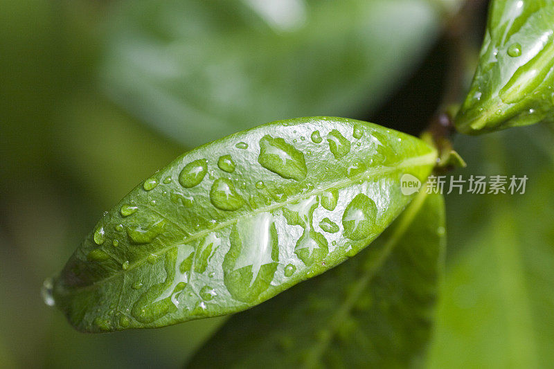 湿叶细节