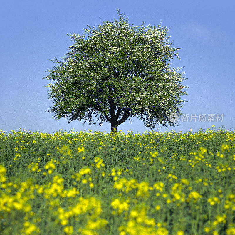 开花树春(图片尺寸XXXL)