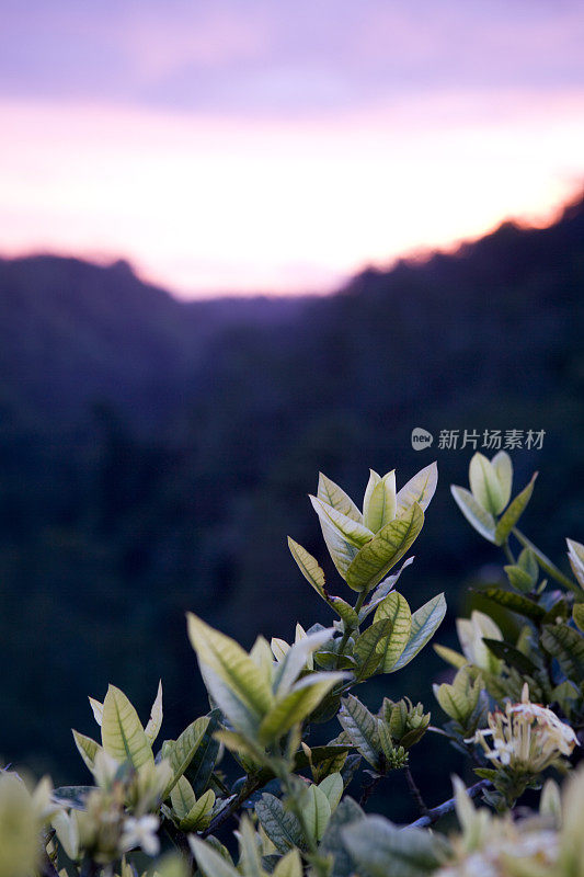 巴厘岛乌布的花夕阳