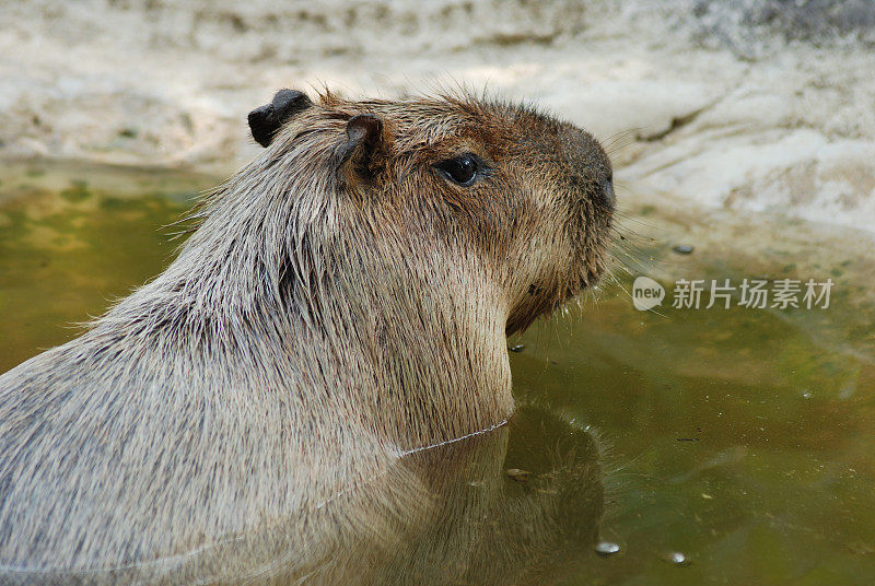 水豚特写