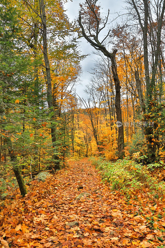 秋天的颜色离开背景，蒙特Tremblant，魁北克，加拿大