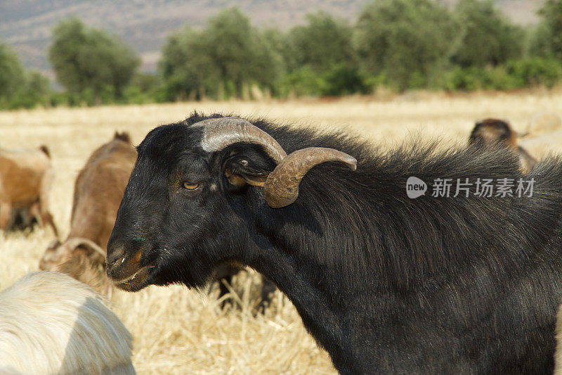 土耳其著名的黑山羊在基利斯，土耳其