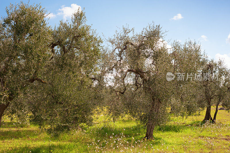 阿普利亚(意大利)的橄榄树