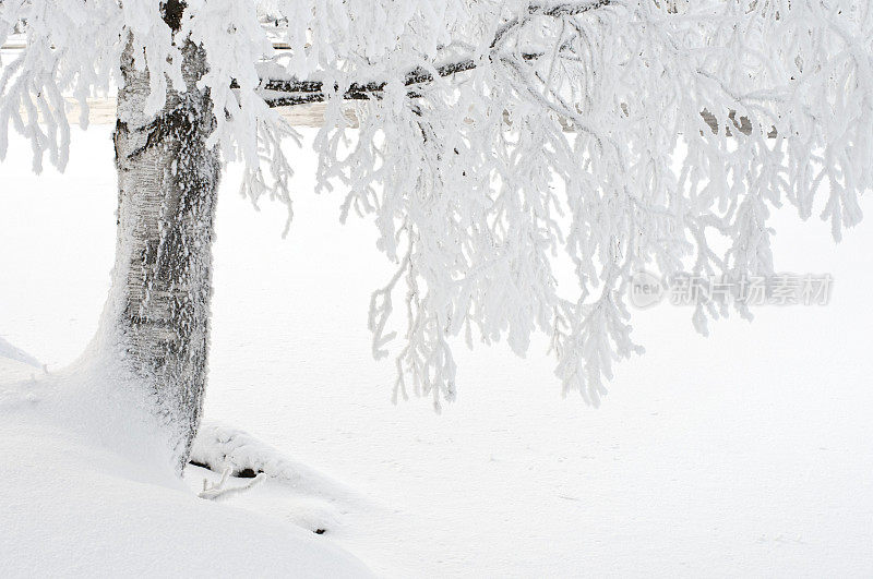 河堤上的白桦树上覆盖着霜雪