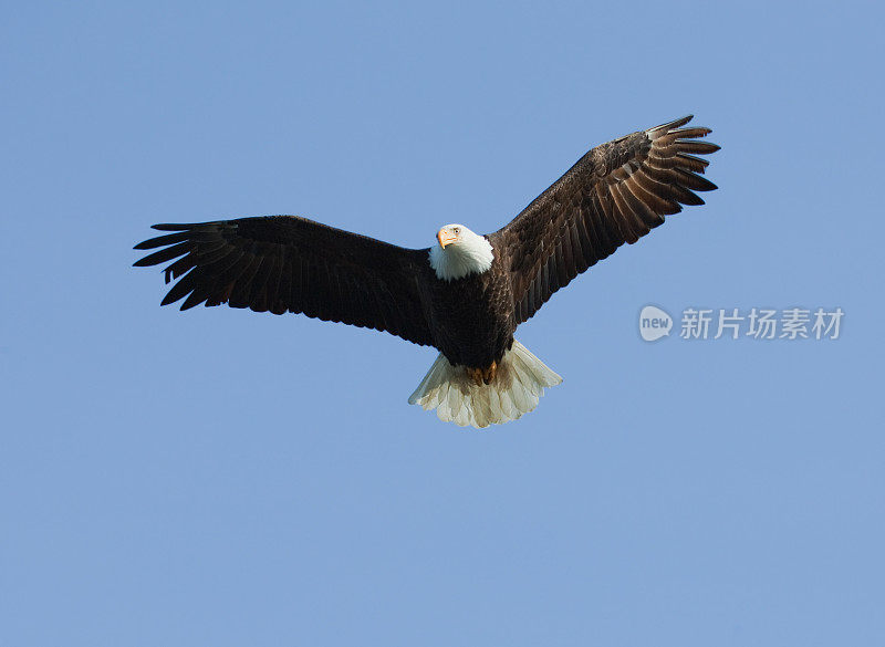 飞行中的秃鹰——阿拉斯加