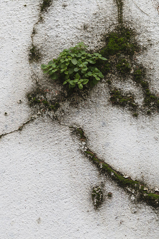 从旧墙里长出来的植物