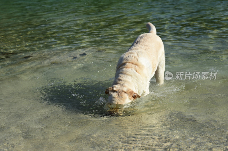 拉布拉多寻回犬