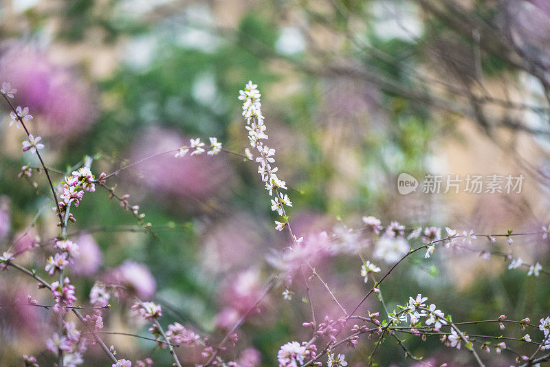 草地上的花