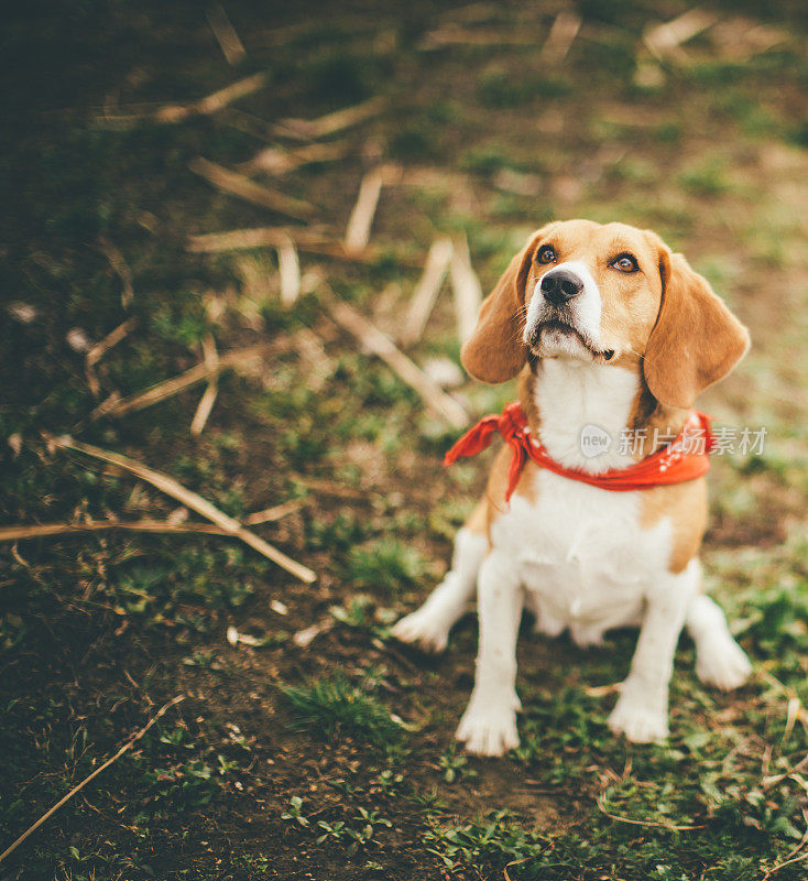 小猎犬的狗