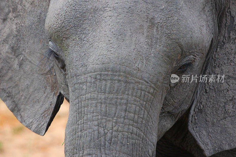 博茨瓦纳:丘比国家公园的小象
