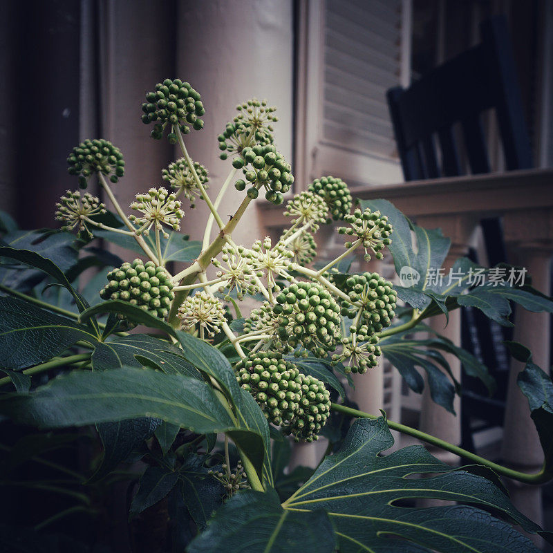 四棵稻纸花植物花蕾、花叶，园林绿化