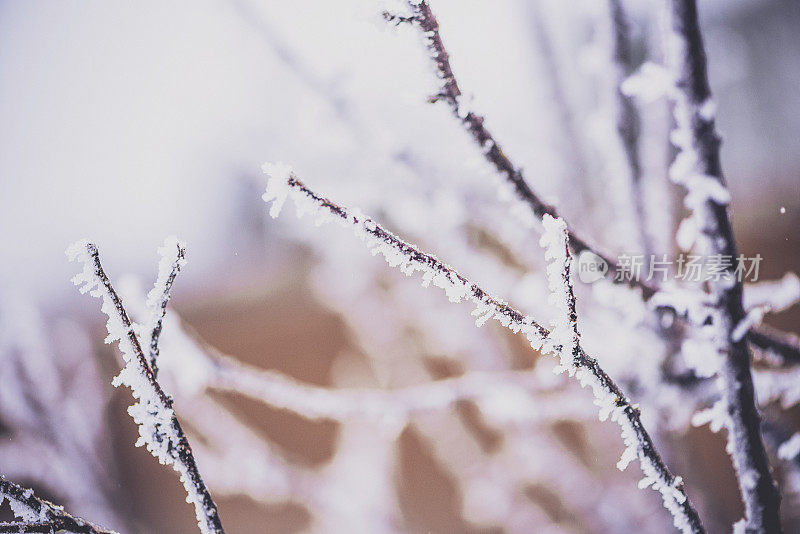 光秃秃的树枝上爬满了冬天的初雪