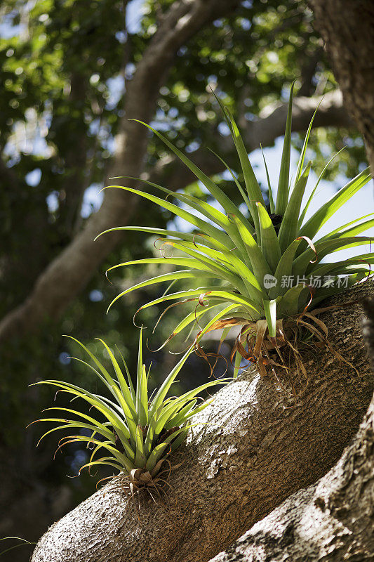 压缩空气装置,Tillandsia