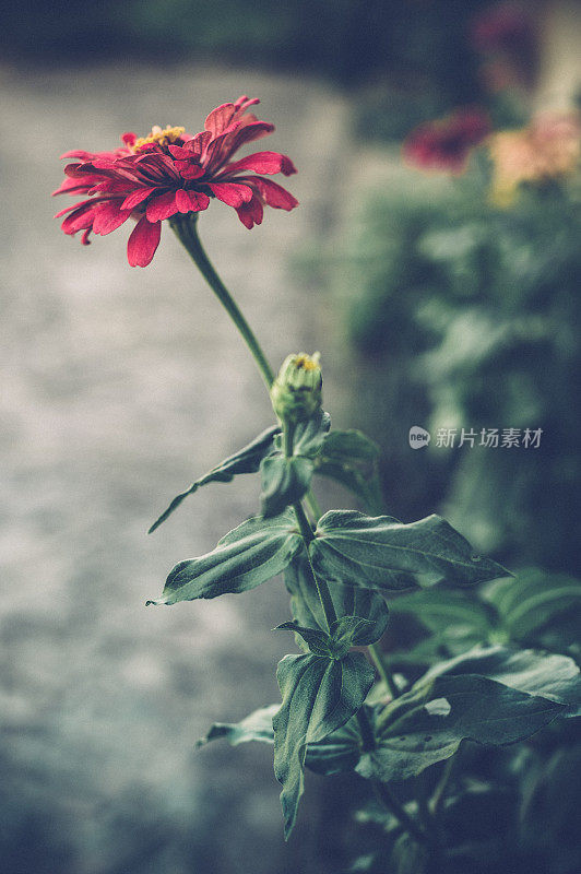 Zinnia花