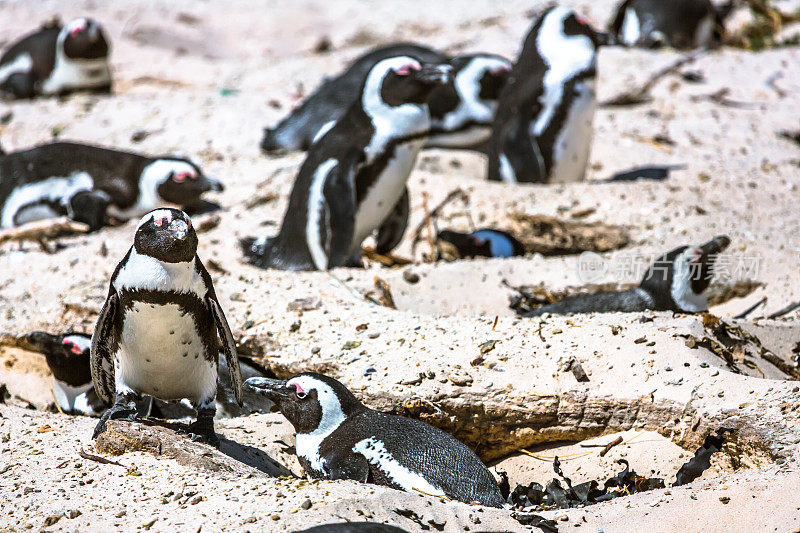 一群非洲企鹅