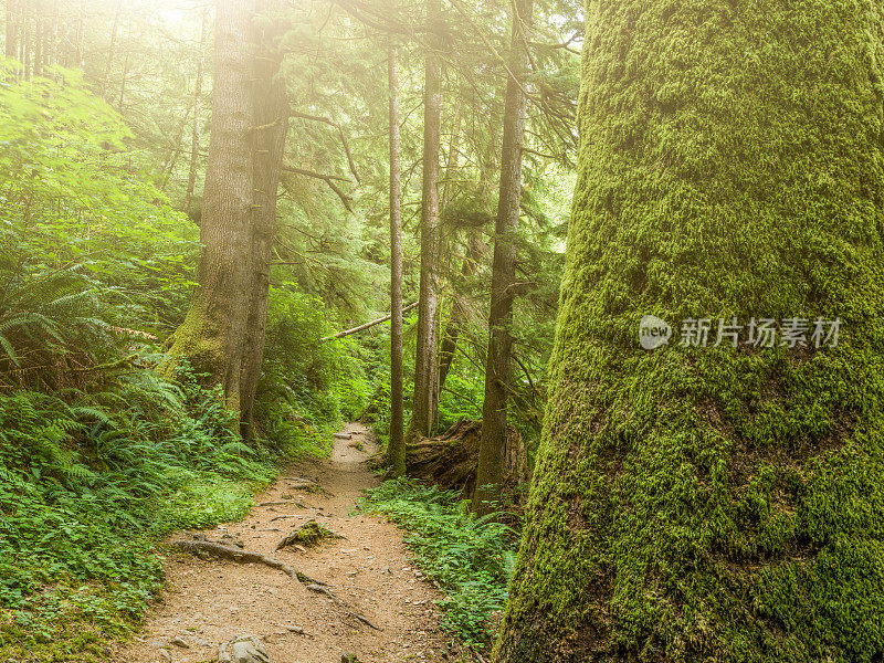 奥林匹克国家公园热带雨林通道