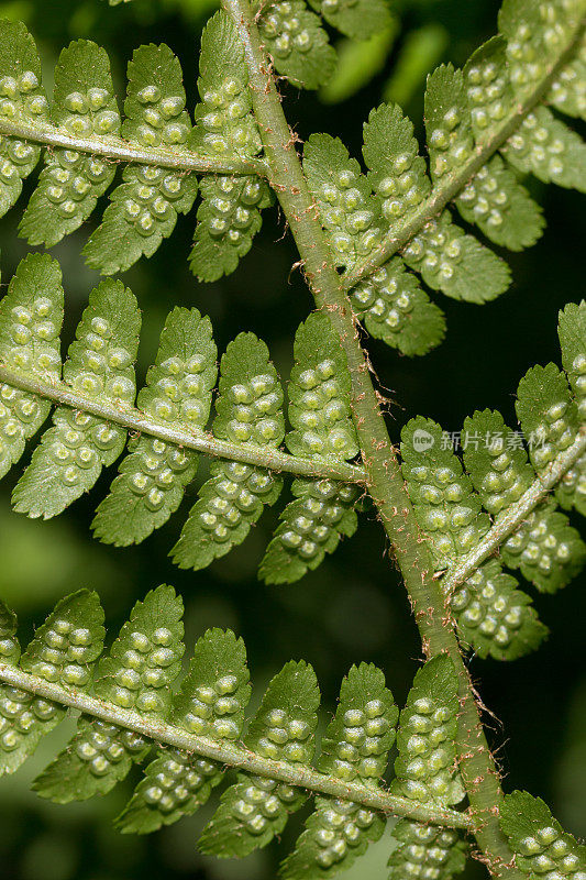 蕨类植物的细节拍摄