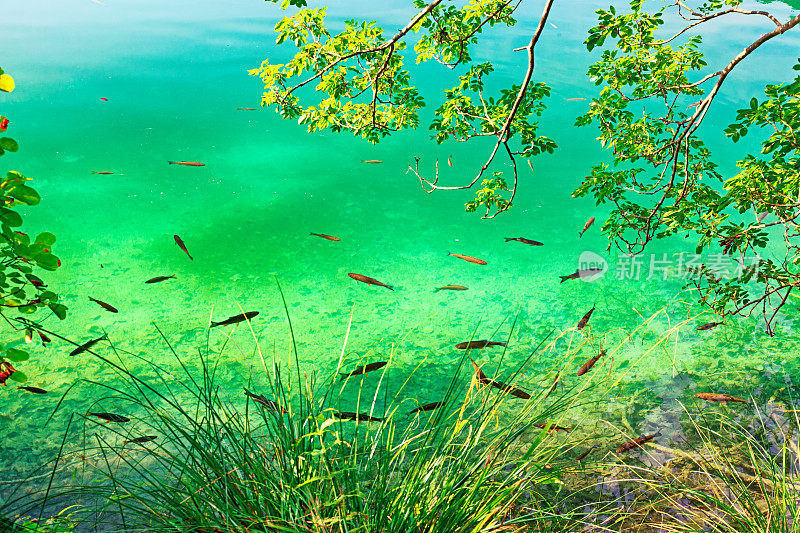 克罗地亚Plitvice湖清澈阳光下的鱼儿