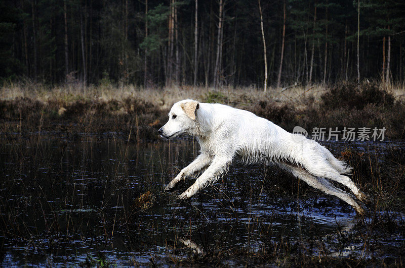 跳寻回犬