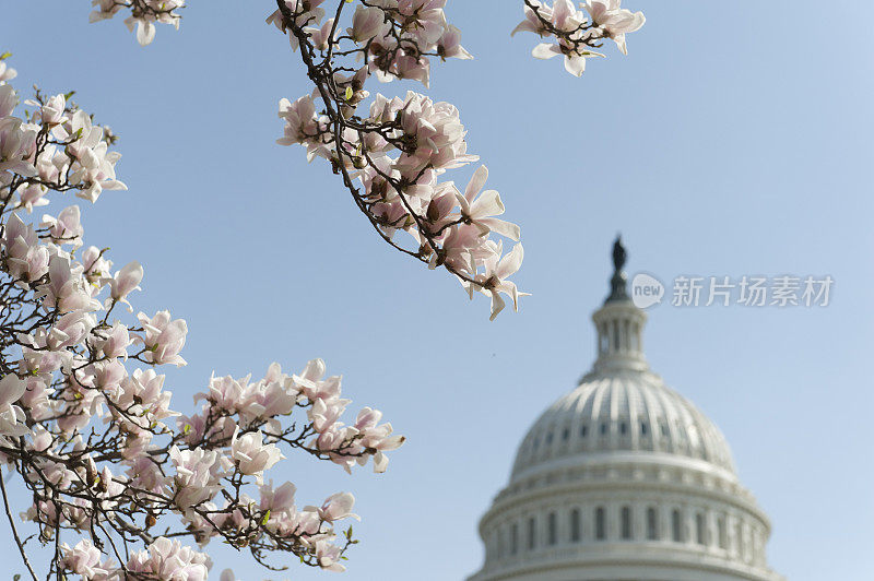 国会山的樱花