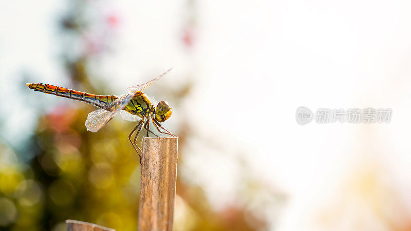 夏天蜻蜓在晒干的竹竿上休息，用拷贝空间拍摄