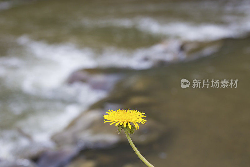 单朵黄色的蒲公英花，背景是流动的河流。近距离的照片。