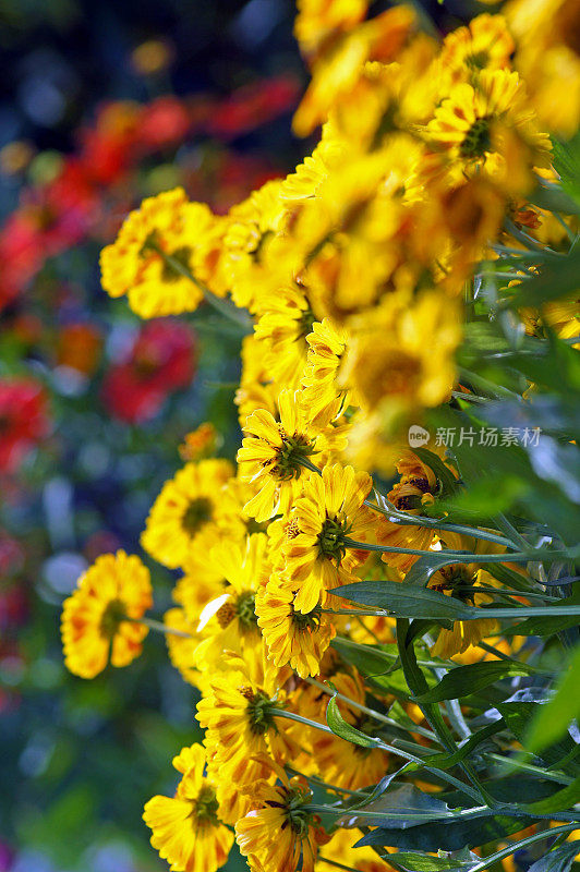 黄色helenium