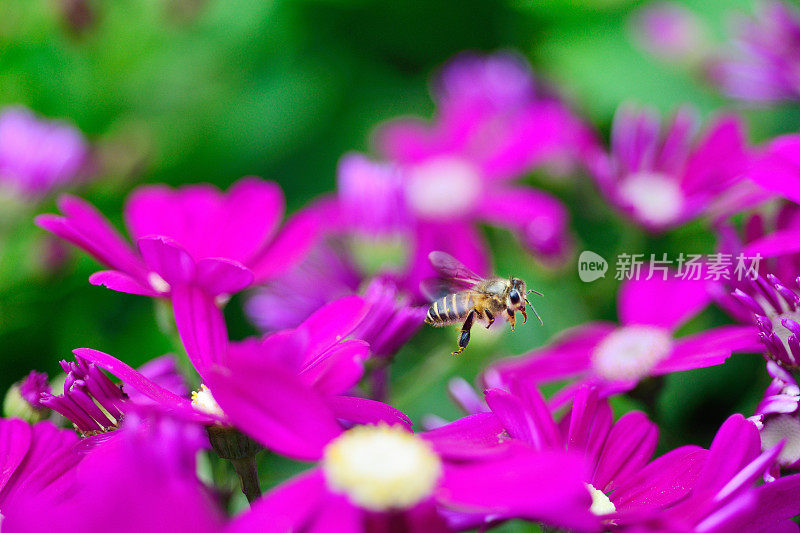 蜜蜂从花中采集花蜜