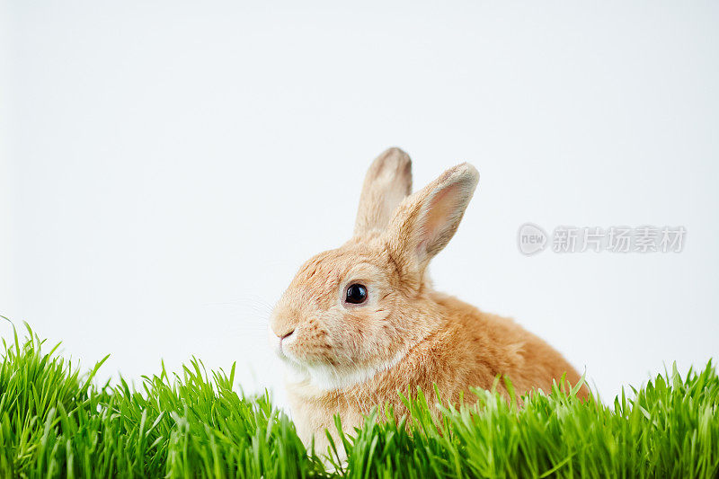 可爱的棕色的兔子