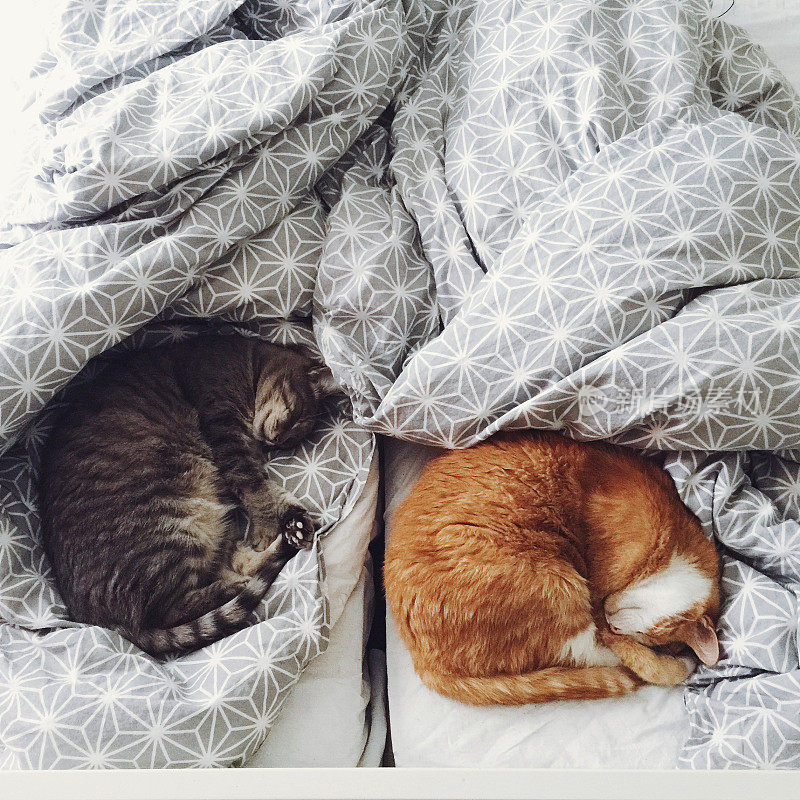 两只可爱的猫在床上睡觉