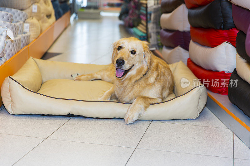 可爱的金毛猎犬在宠物床上休息