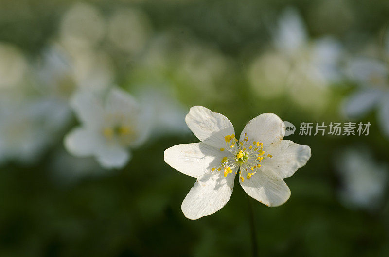 春天的第一个迹象。海葵,特写