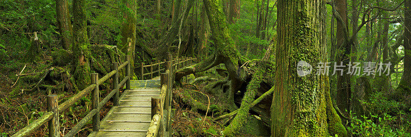 日本屋久岛屋久木土地上的雨林小径