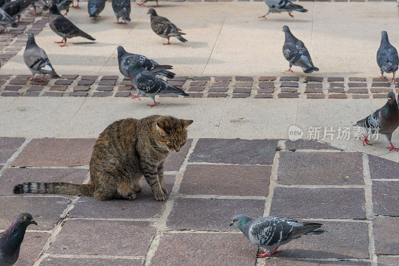 野猫坐在野鸟和鸽子之间