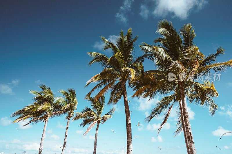 佛罗里达的椰子树